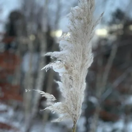 Blockhaus In Herrlicher Umgebung Darstein