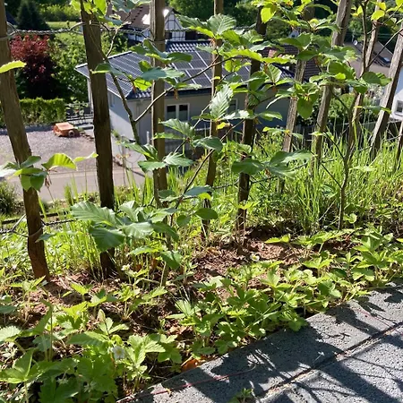 Blockhaus In Herrlicher Umgebung Ferienhaus *